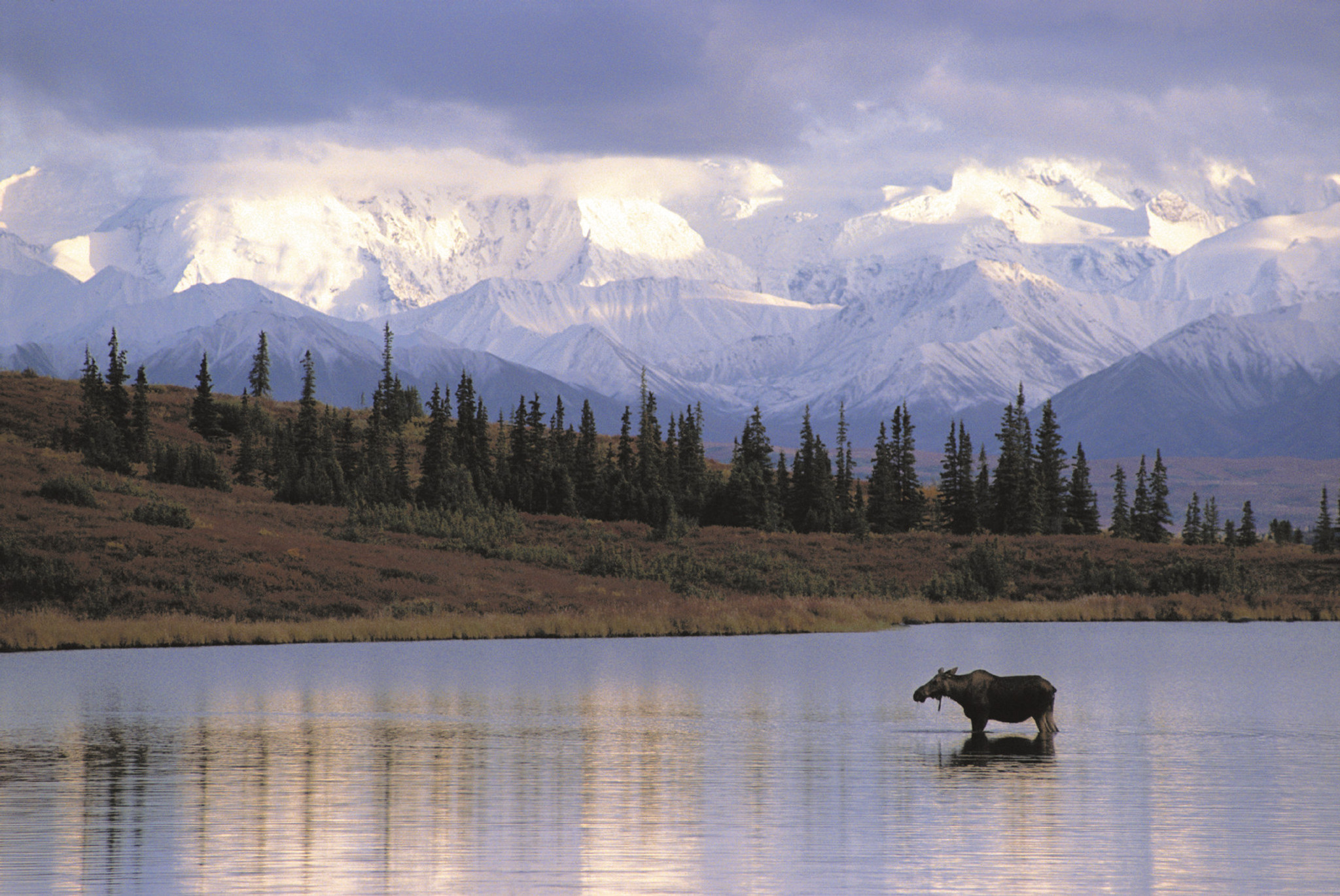 alaska denali moose holland america